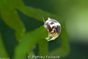 freshwater isopod by Mathieu Foulquié 